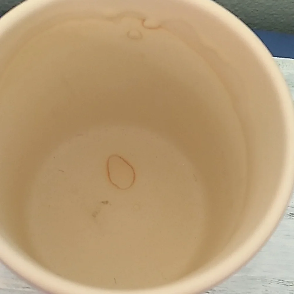 Succulent in a ceramic pot